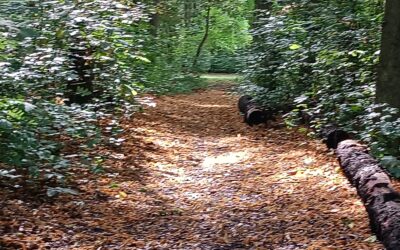 Amulet: la inteligencia artificial que revoluciona el análisis de cultivos